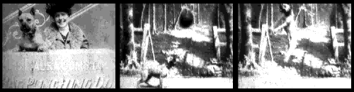 Laura Comstock's Bag-Punching Dog